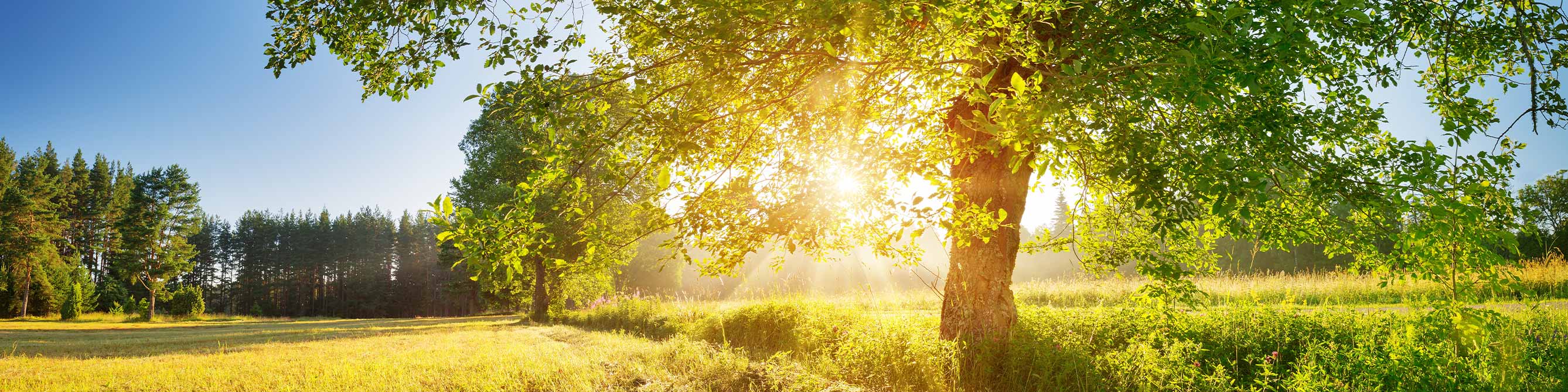 Baum im Gegenlicht auf einer Wiese